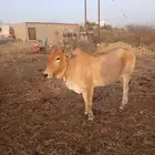 بقره شحم