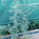شتلات طرفاء بلدي الشتله بريالين
