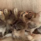 صوص عربي ترثه سيافي وافرق