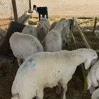 ذبايح حري نعيم سواكن توصيل