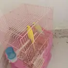للبيع 2عصافير مع قفص