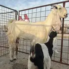 عنز جذعه تحتها تيس