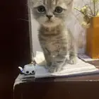 قط كيتن شيرزاي بيكي فيس للبيع