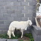 فحل ثني مشروط تم البيع تم البيع