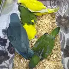 فروخ كويكر للبيع