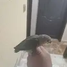 فروخ روز