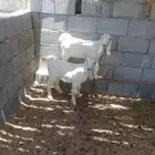 جفار للبيع ( تم البيع )