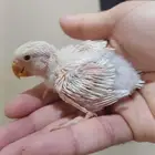 روز ( تم البيع )
