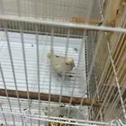 روز ابيض انثى للبيع