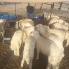 طليان ورخال