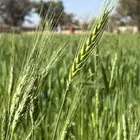 بر صما و بوني و زراعي