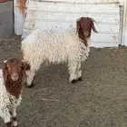 للبيع نعيم وتيس