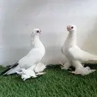 جوز اوزبك