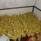 للبيع صوص بط