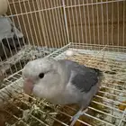 جوز روز اليف معه بيض