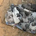 فراخة زاجل