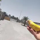 طير روز هدد خارجيي