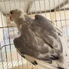 دره هولندي ابرق رمادي نوادر