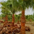 نخل واشنطني زينه نخيل واشنطونيا جميع المقاسات متوفره