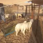 للبيع طلى ورخل