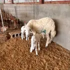 جذعه حريه متوم