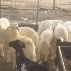 للبيع اضاحي