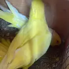 جوز دره هولندي لاتينو منتج