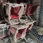 عربيات تسوق وسلة سحب بلاستك