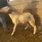 خرفان كباشه أضاحي بلدي