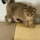 قطه سكوتش فولد للبيع