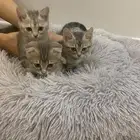 قطة شيرازي للتبني