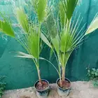 شتلات نخل واشنطني