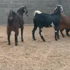 جذعات مقلعه ثنو صنف حصيب