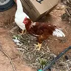 بيع ديوك لوهمان