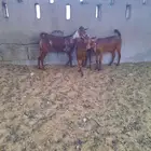 جفار محايليه دهم زبده تم البيع
