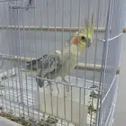 ببغاء كروان للبيع بأعلى سعر