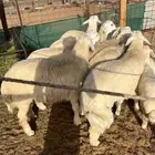 طليان جبره
