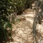 وز عراقي ابيض نوادر ذكور