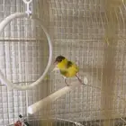 ذكر كناري للبيع