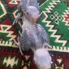 فروخ دره
