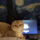 تزاوج قط ذكر (Scottish Fold Shorthair)