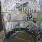 عصافير بادجى