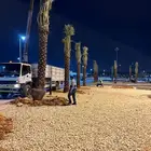 نخيل مثمر عربي مقاسات مختلفة