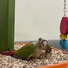 فروخ كنيور روز بادجي هدد وبداية هدد سيريلاك أقفاص