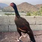 ( تم البيع ) انثى سندي بيور