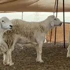 فحل حري صنف للبيع