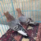 ارشنجل نوادر