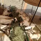 تيوس وبرابر