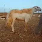 فحل حري صف