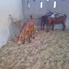 جفار محايليه زبده تم البيع